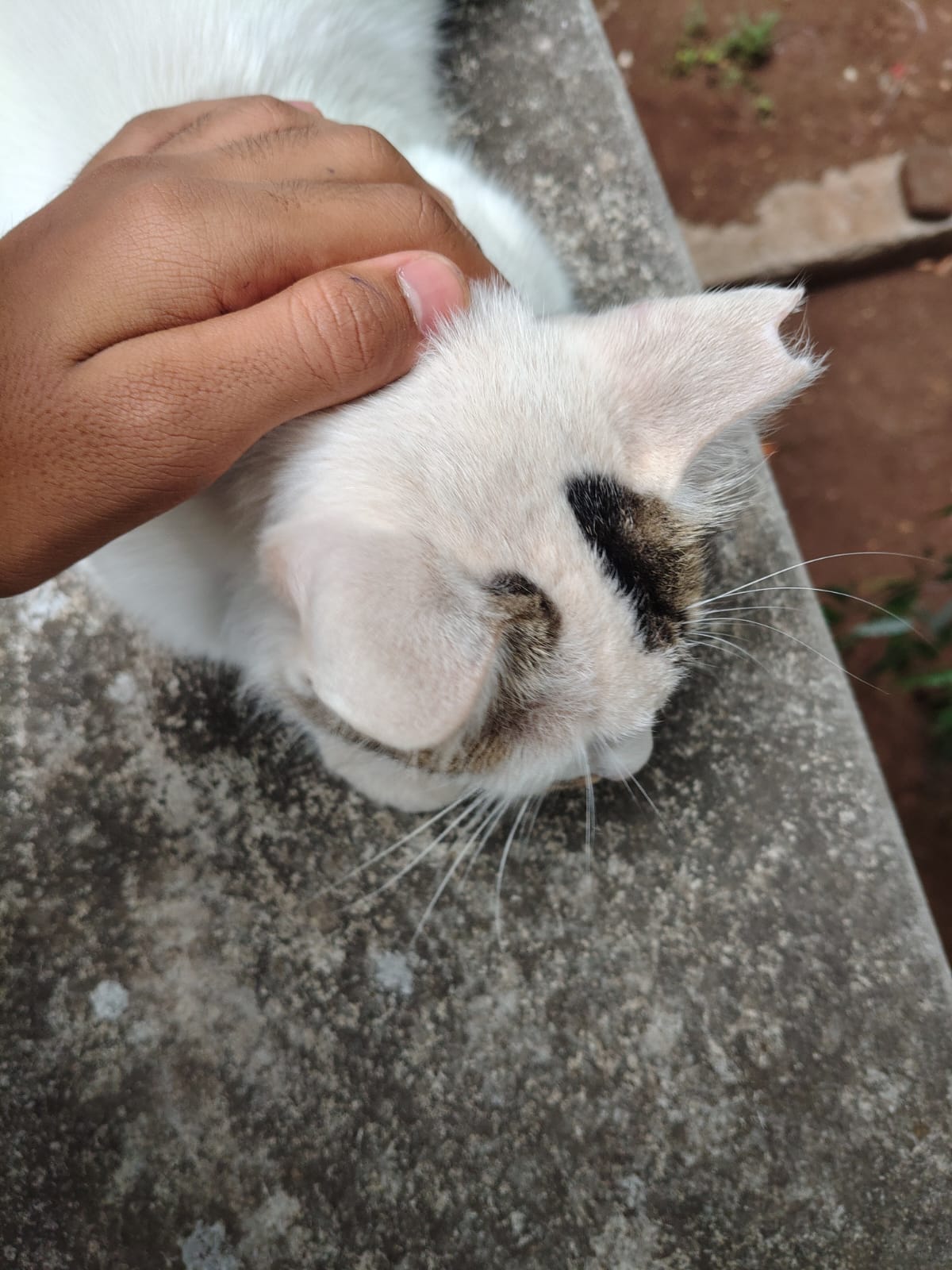 boka sleeping